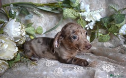 Miniature Dachshund dogs for sale: KC Smooth Coat Miniature Dachshund Puppies - Image 3