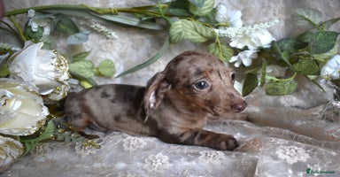 Miniature Dachshund dogs - Advert 15