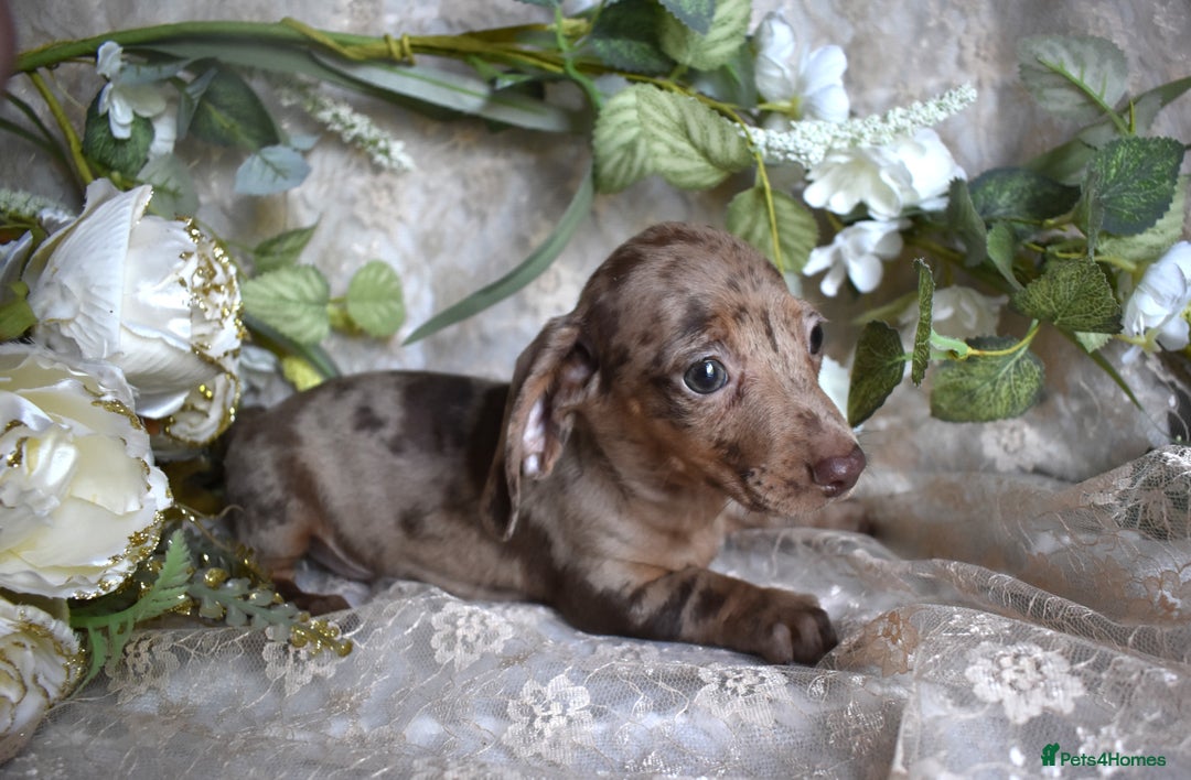 Miniature Dachshund dogs for sale: KC Smooth Coat Miniature Dachshund Puppies - Image 3