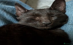 British Shorthair cats for sale: Mr Marlon  in Huddersfield - Image 4