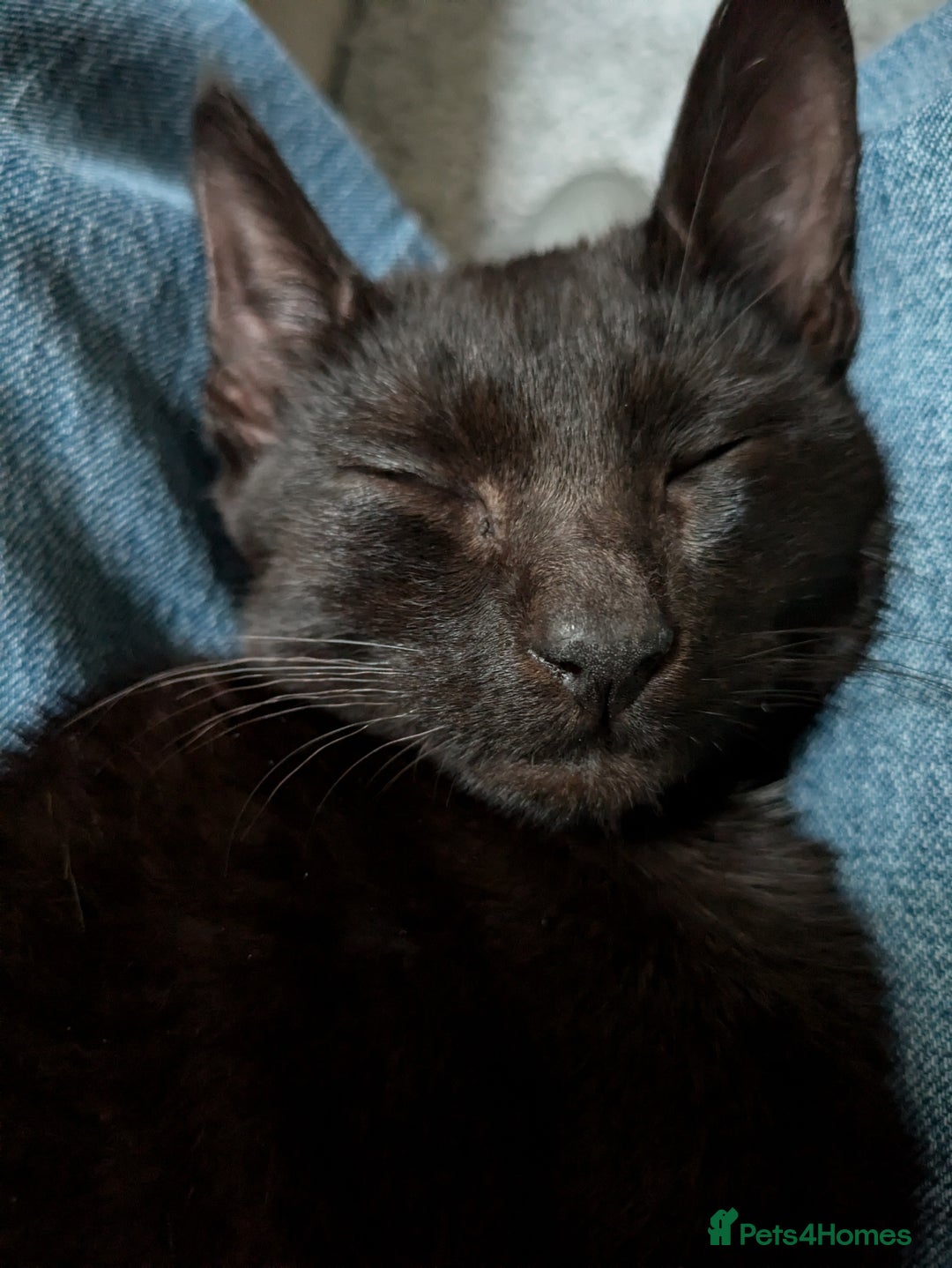 British Shorthair cats for sale: Mr Marlon  in Huddersfield - Image 4