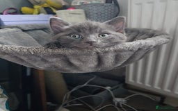 Ragdoll cats for sale: 2 grey boys half ragdoll  - Image 7
