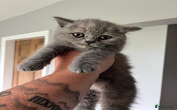 British Shorthair cats for sale: 3 beautiful British shorthairs  - Image 9
