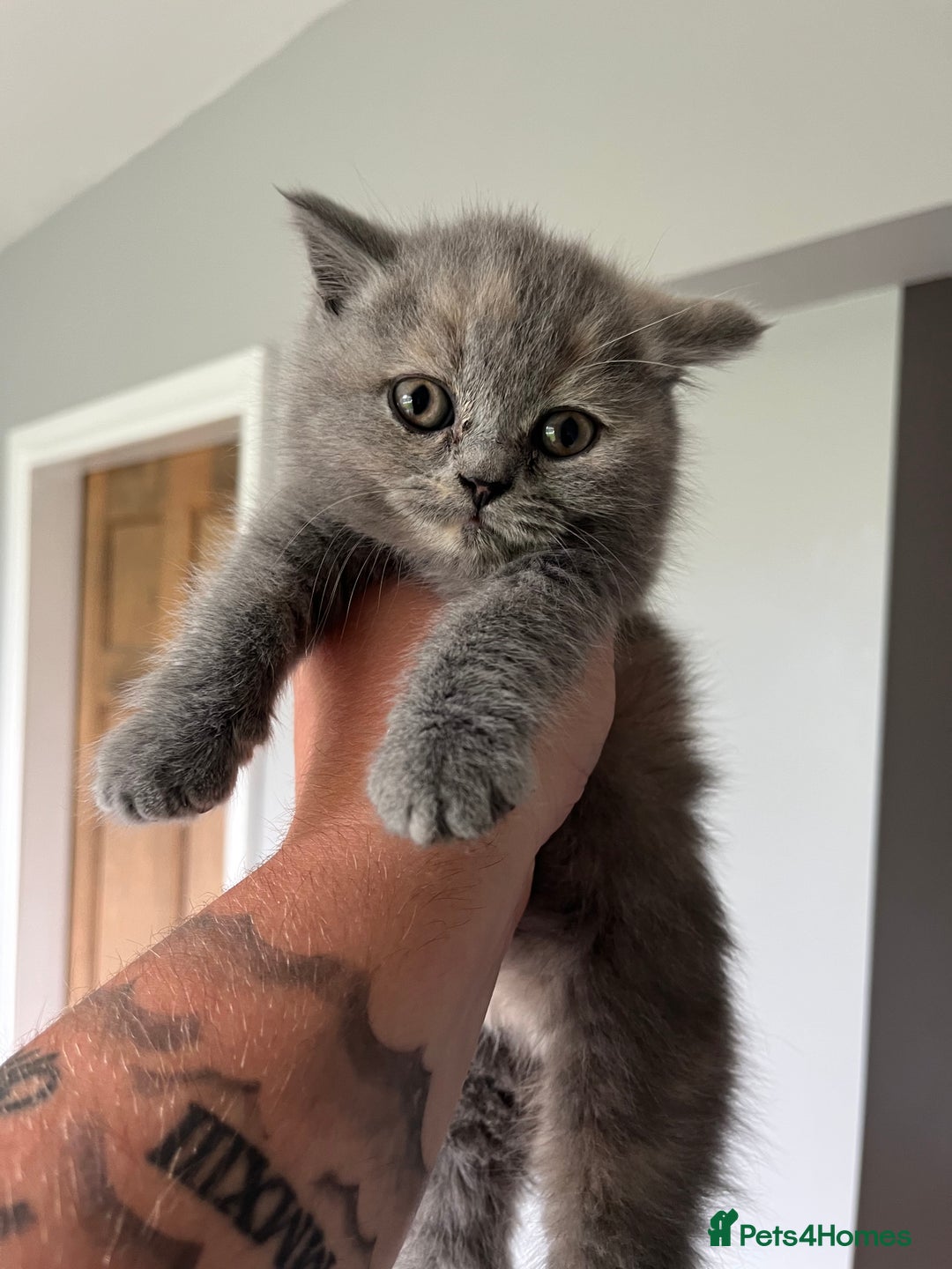 British Shorthair cats for sale: 3 beautiful British shorthairs  - Image 9