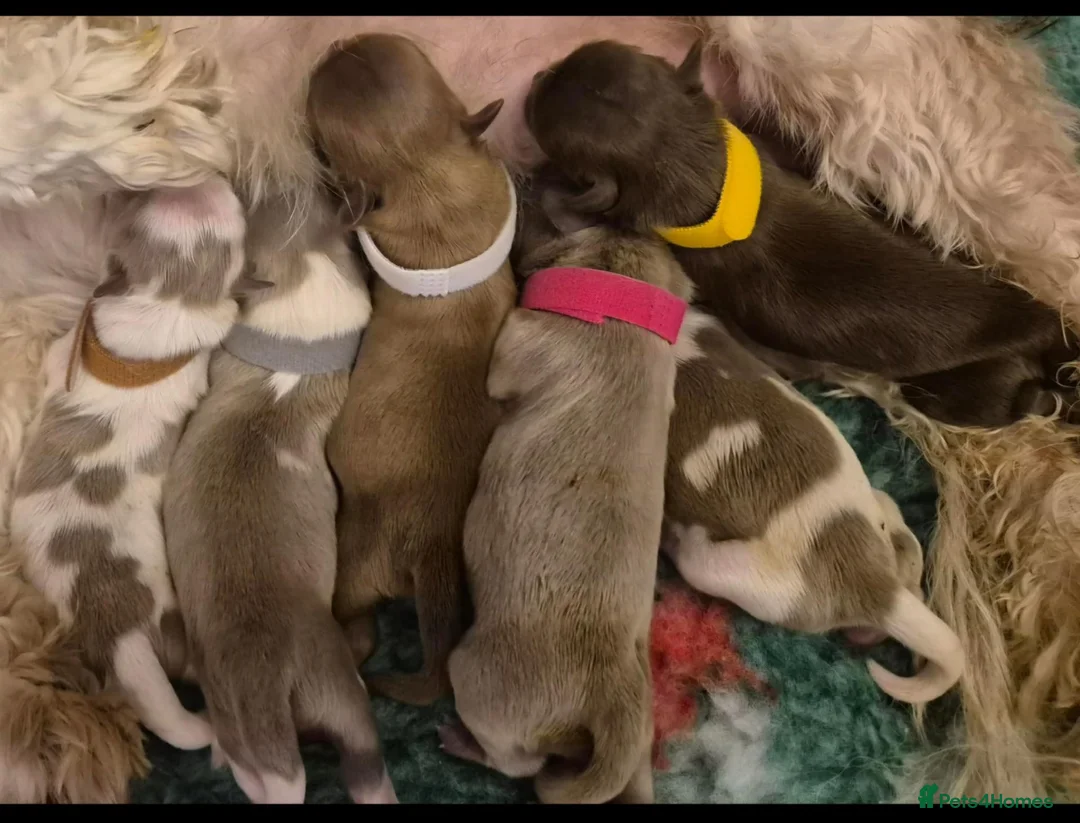 Shih Tzu dogs for sale: IMPERIAL SHITZU 5 BOYS 1 GIRL  - Advert 2