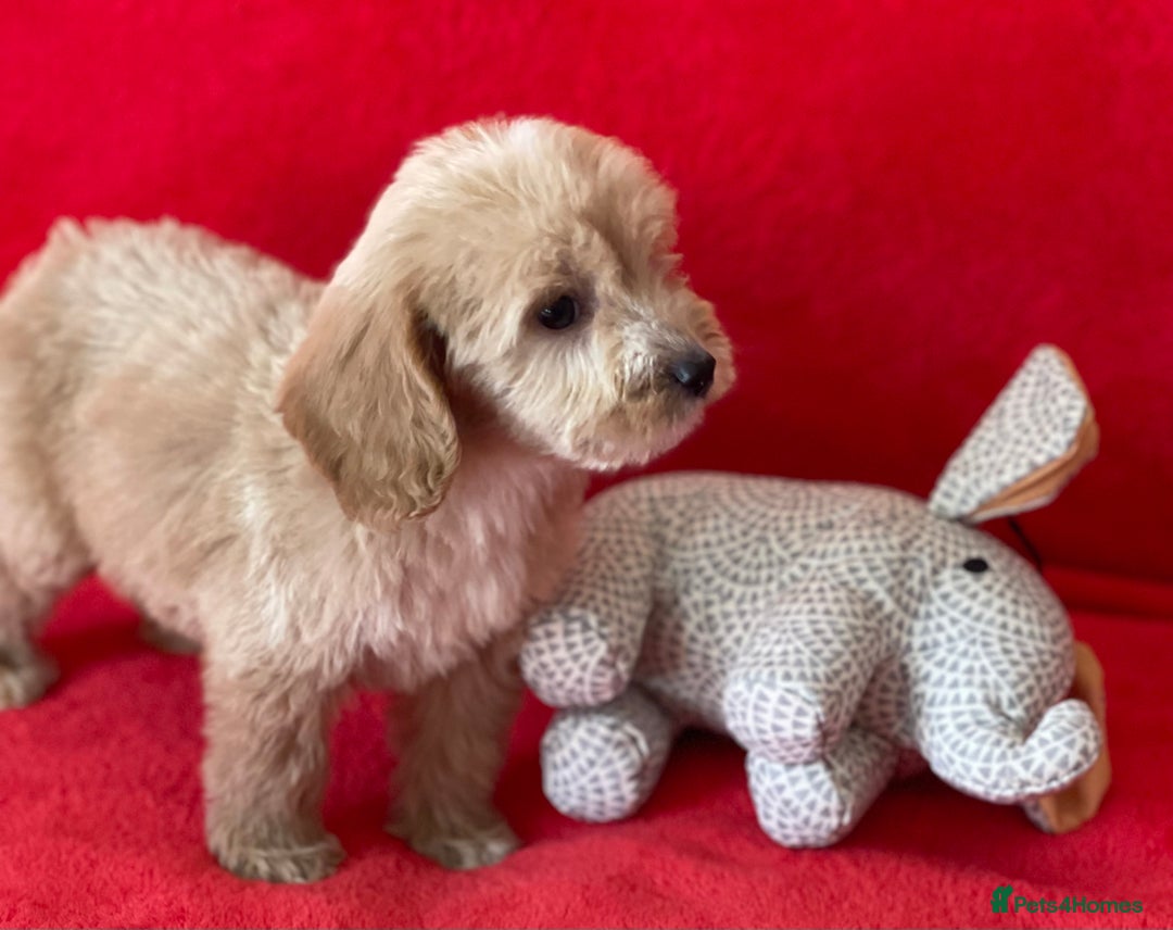 Cockapoo dogs for sale: Adorable cockapoo pups - Image 12