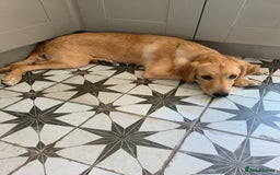 Golden Retriever dogs for sale: 6 month old golden retriever  - Image 6