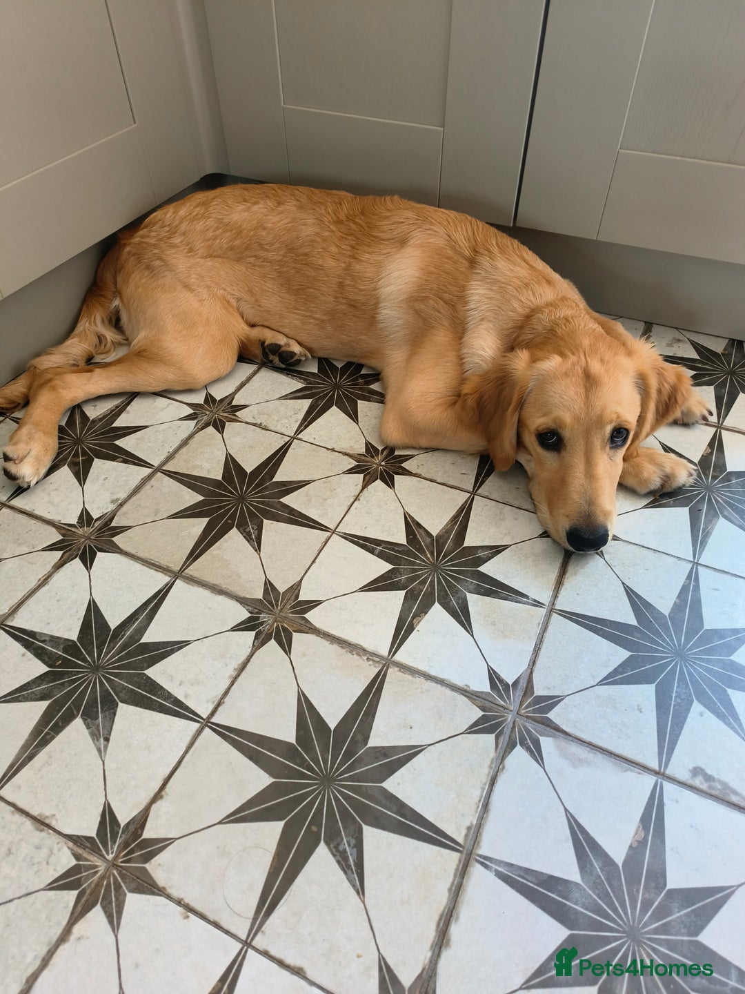 Golden Retriever dogs for sale: 6 month old golden retriever  - Image 6