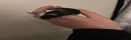 Mouse rodents for sale: 5 fluffy female mice - Advert 10