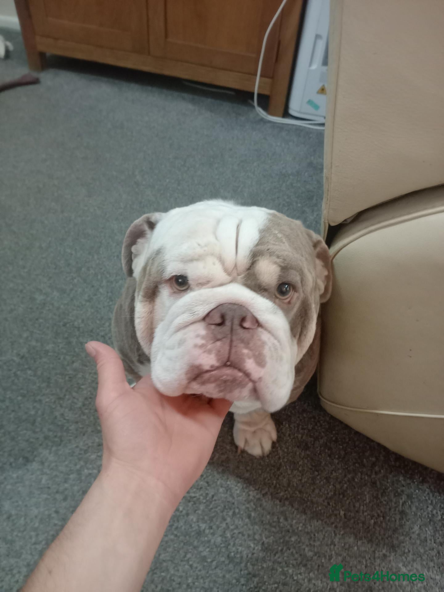 English Bulldog dogs English bulldog Adonis  - Advert 1