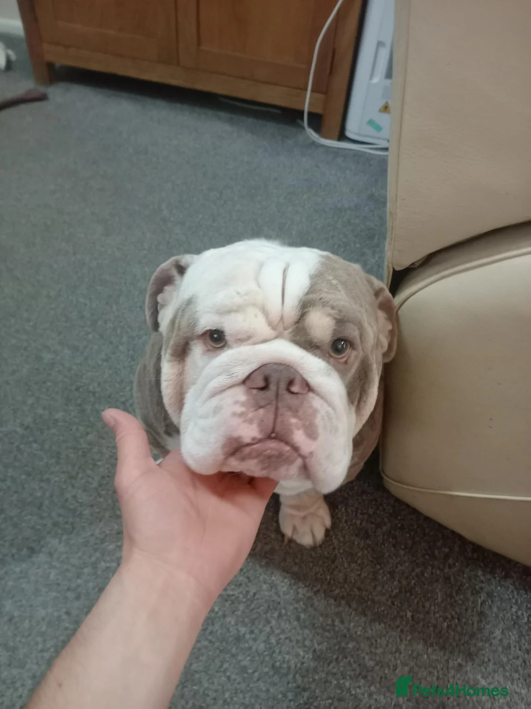 English Bulldog dogs for stud: English bulldog Adonis  in Chorley - Advert 1