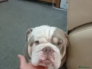 English Bulldog dogs English bulldog Adonis - Advert 1