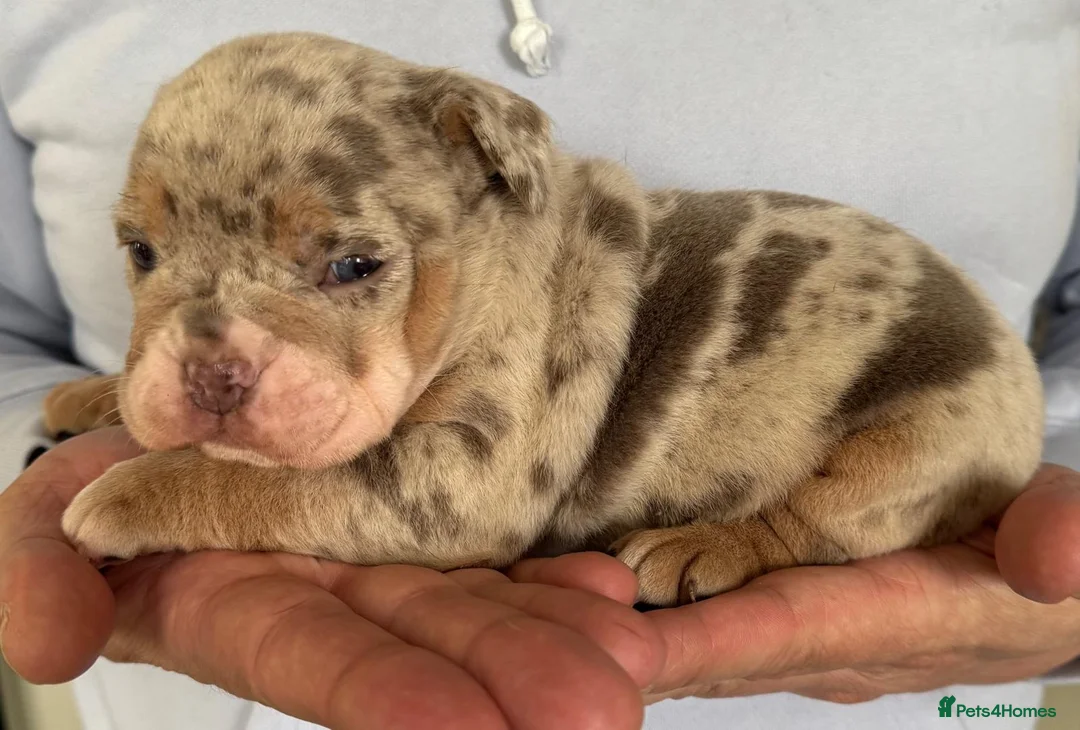 English Bulldog dogs for stud: Proven English Bulldog Stud - Blue Tri Merle in Romford - Advert 24
