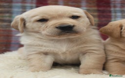 Goldador dogs for sale: Beautiful Goldador Puppies in Garndolbenmaen - Image 25