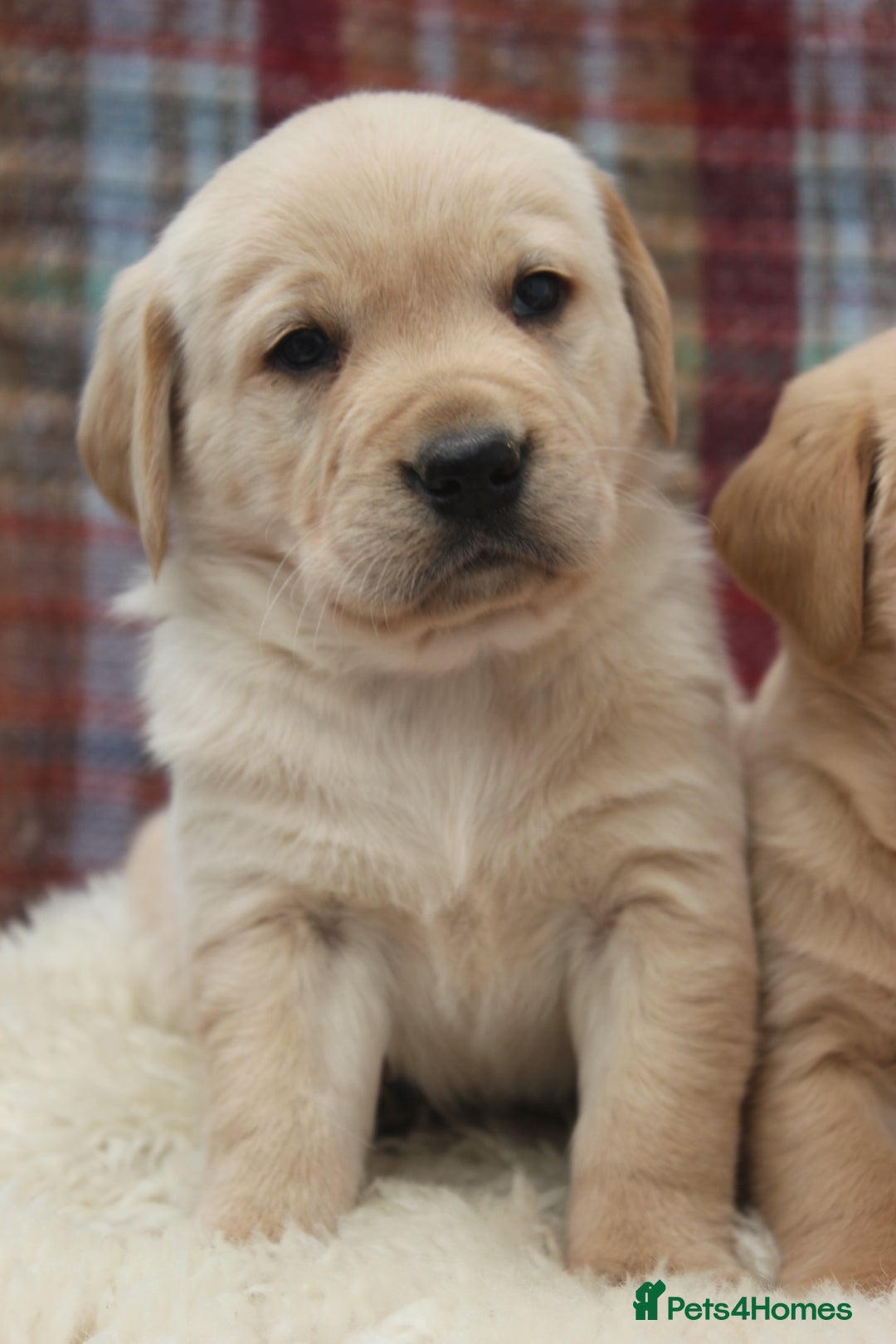 Goldador dogs for sale: Beautiful Goldador Puppies in Garndolbenmaen - Image 25