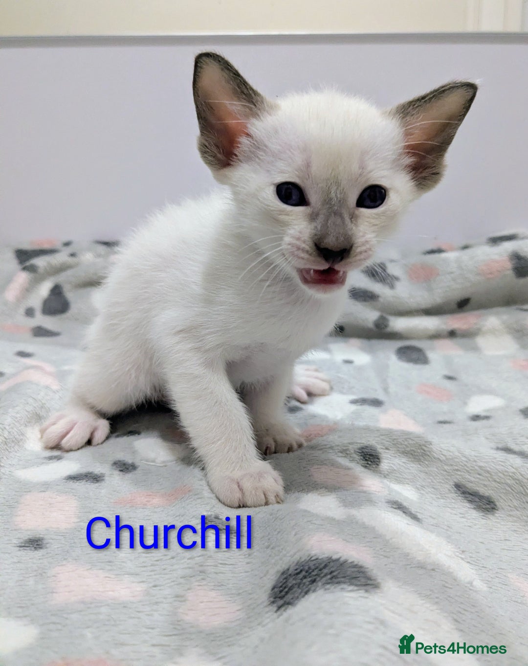 Siamese cats for sale: 6 little monkeys 🩷🩵 - Advert 15