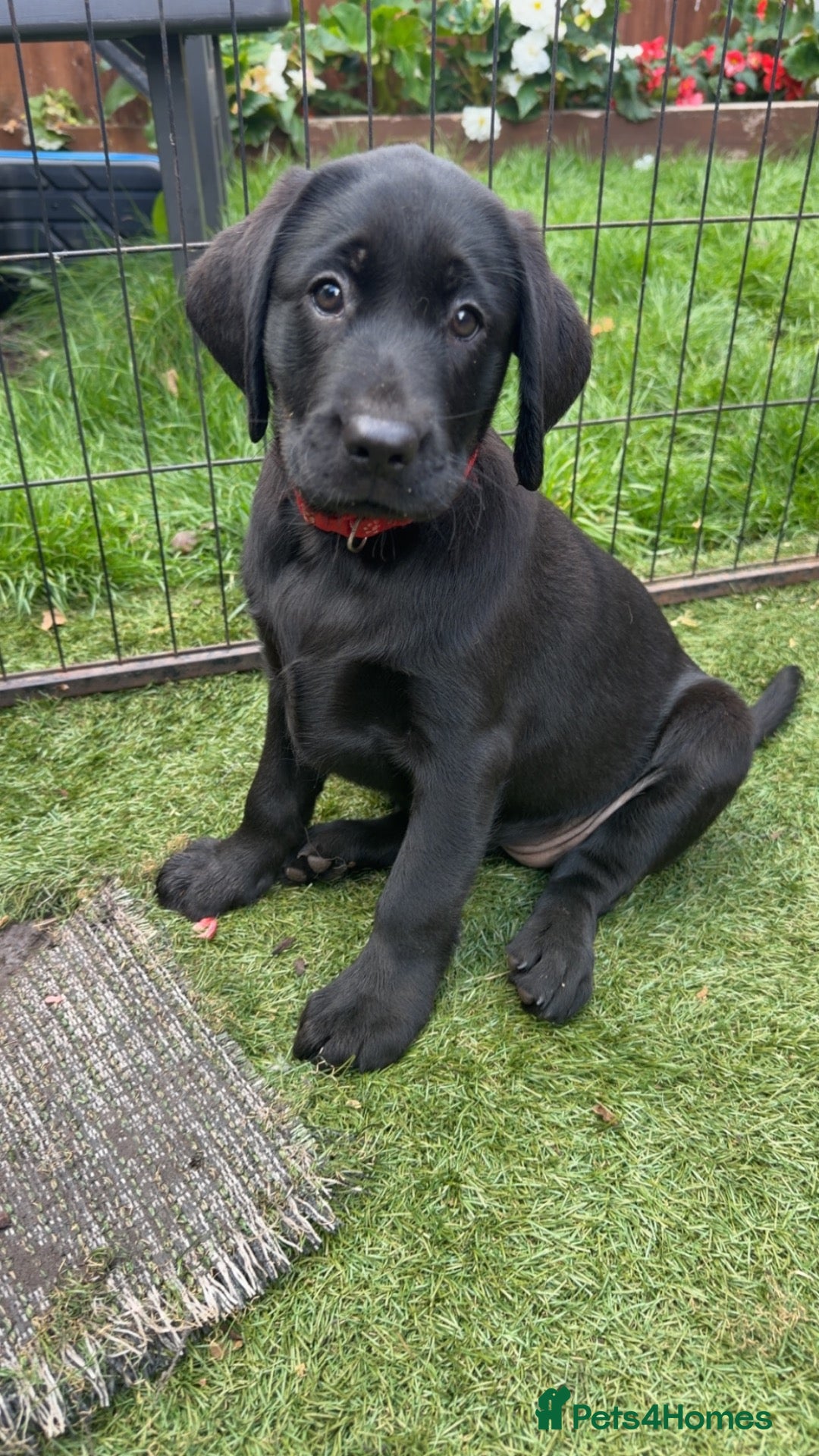 Labrador Retriever dogs Beautiful Labrador champion bloodline pups  - Advert 1