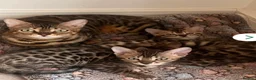 Bengal cats for sale: Stunning full pedigree bengal kittens *registered* - Advert 2