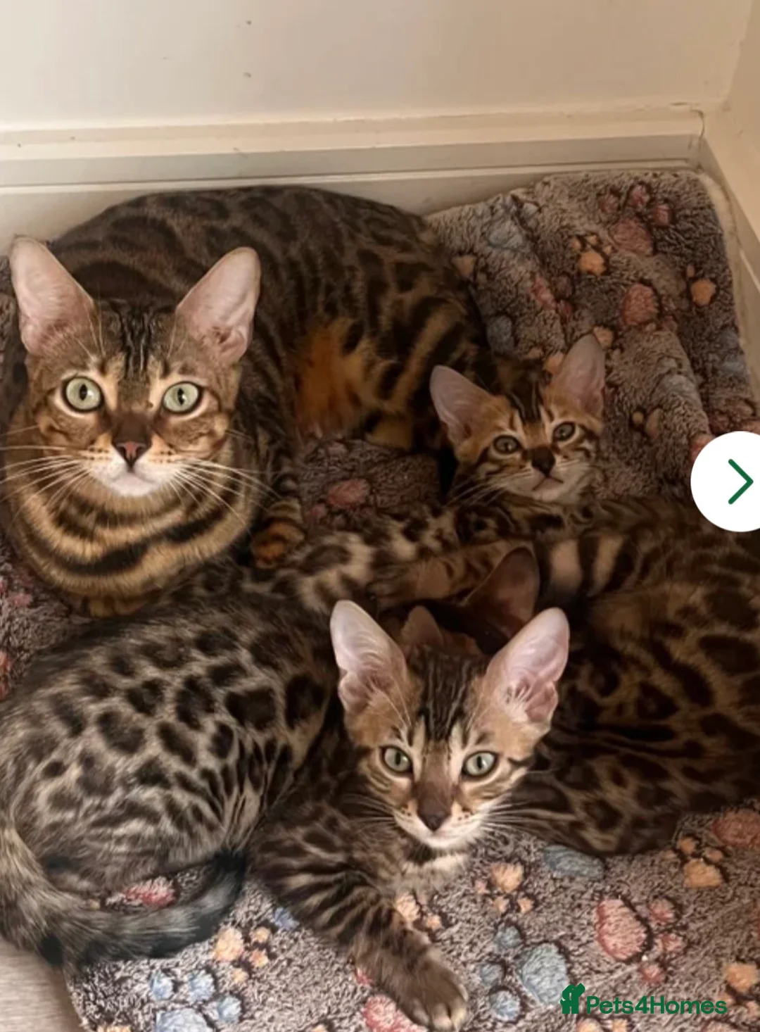 Bengal cats for sale: Stunning full pedigree bengal kittens *registered* - Advert 2