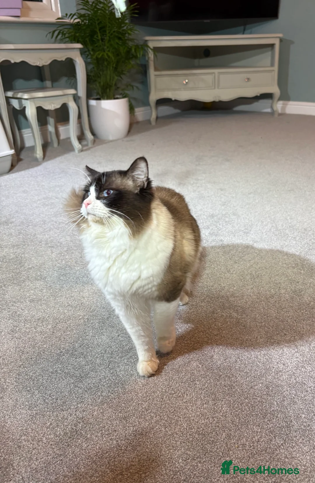 Ragdoll cats for stud: TICA & GCCF SEAL BICOLOUR Stud - Advert 3