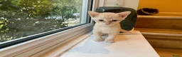 Burmese cats for sale: Cuddly Cream boy & Two beautiful Black Torties - Advert 34