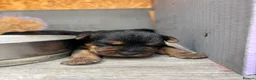 Patterdale Terrier dogs for sale: 🔥🔥ROSIE & BOBS LITTER🔥🔥 in Liverpool - Advert 17