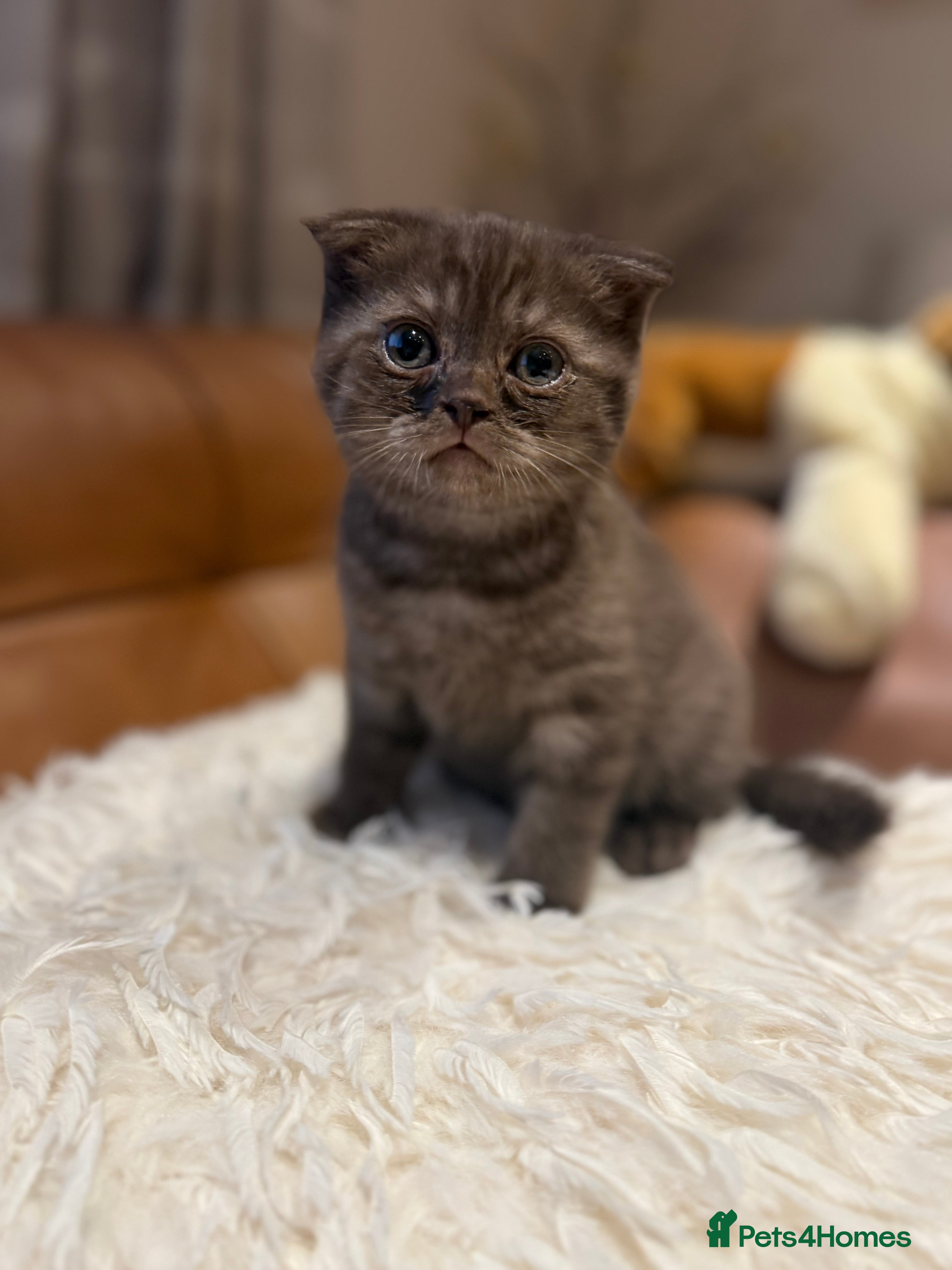 British Shorthair cats BSH x Fold Show quality choc boy  - Advert 11