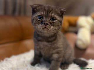 British Shorthair cats BSH x Fold Show quality choc boy - Advert 11