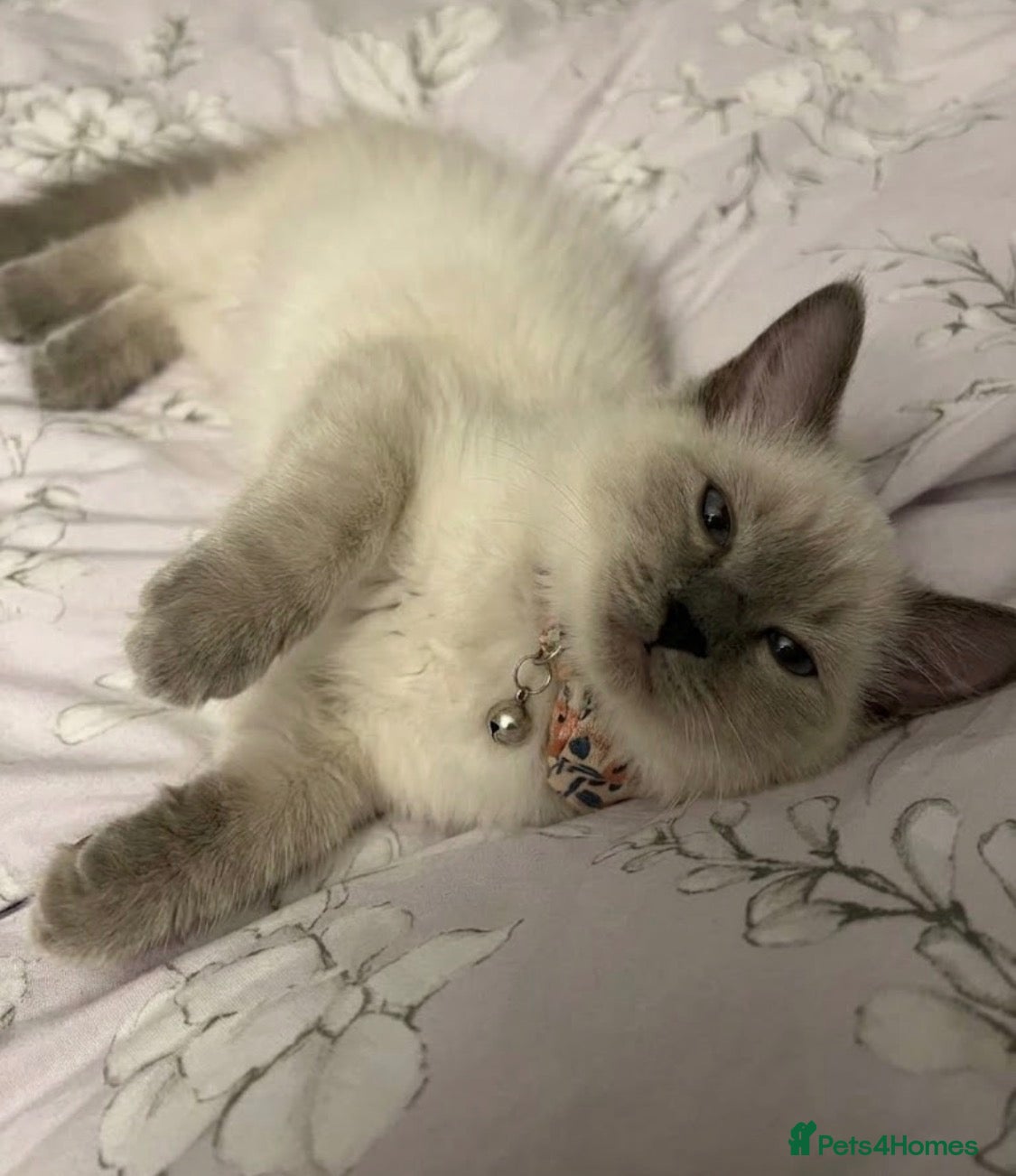 Ragdoll cats Tica Reg Ragdoll girl looking for forever home 🏡  - Advert 2