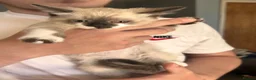 Mixed Breed cats for sale: Ready to leave Siamese x mainecoon x - Advert 16