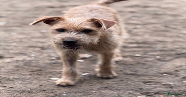 Mixed Breed dogs - Advert 16
