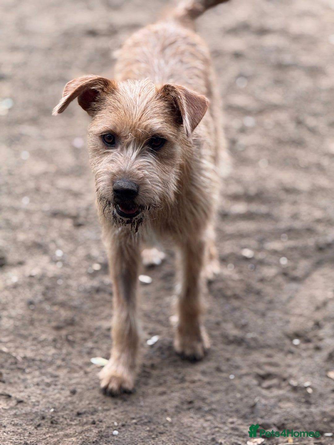 Mixed Breed dogs for adoption: Sweet Sunny Needs LOVE - Image 3