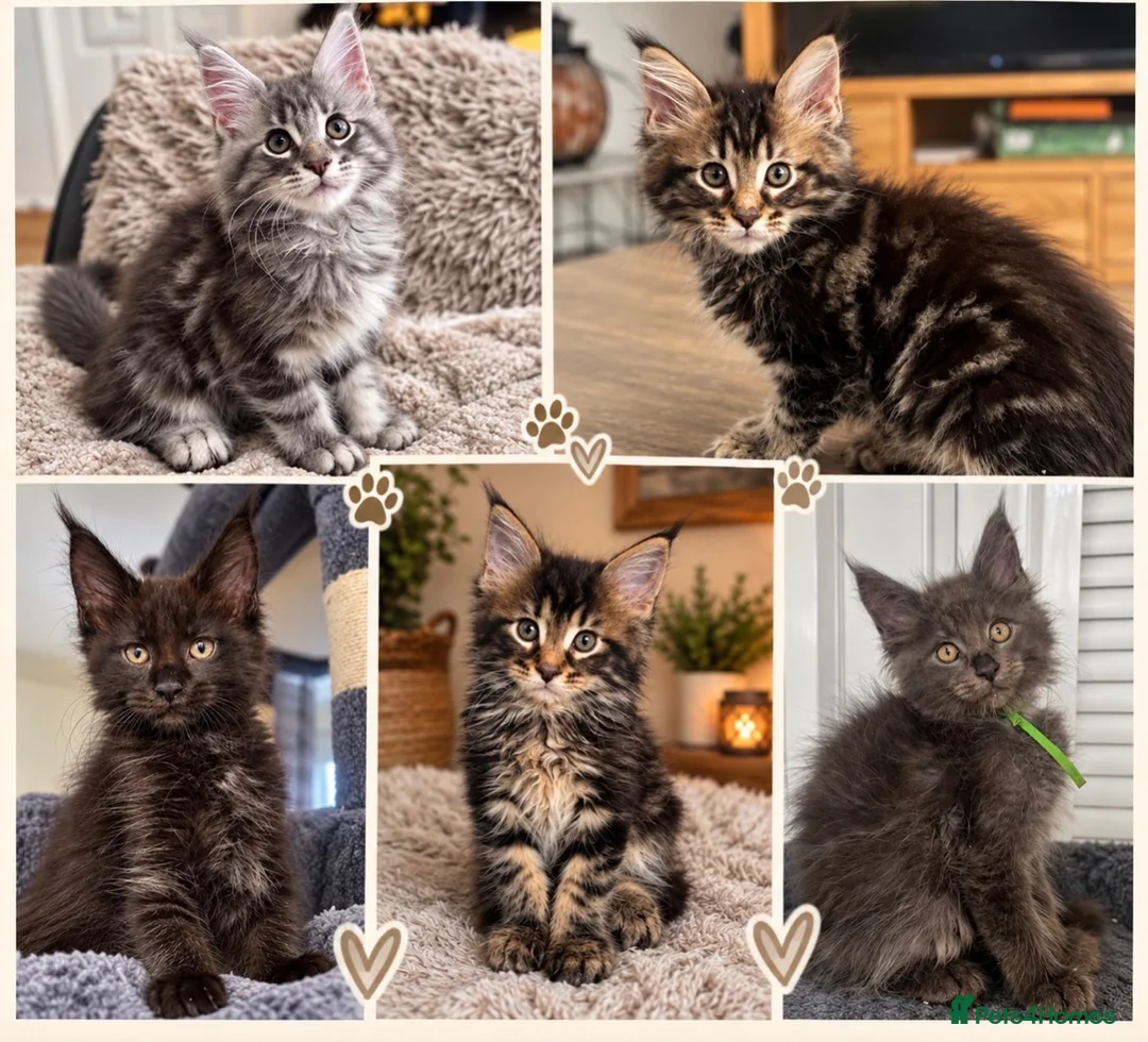 Maine Coon cats for sale: 7 GCCF registered Maine coon boys. - Advert 1