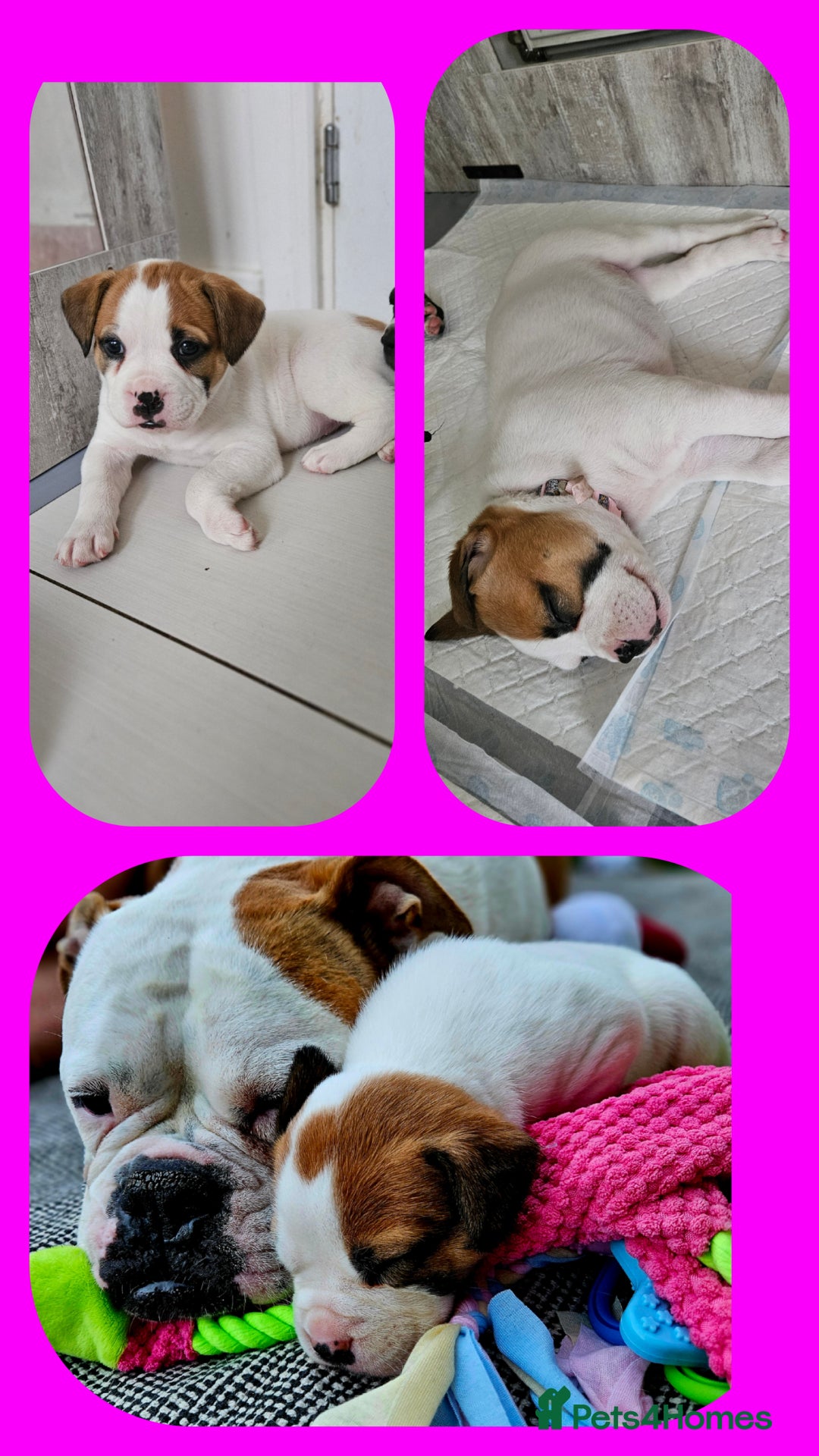 Mixed Breed dogs for sale: ADORABLE CHUNKY PUPPIES - Image 4