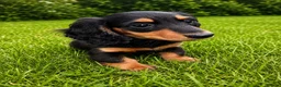 Miniature Dachshund dogs for sale: Miniature long haired dachshund puppies  - Advert 5