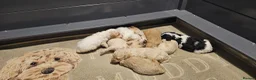 Mini Goldendoodle dogs for sale: The Mini Moo Crew F2B Miniature Goldendoodle Pups - Advert 12