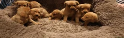 Labrador Retriever dogs for sale: Red fox Labrador puppies in Halifax - Advert 3