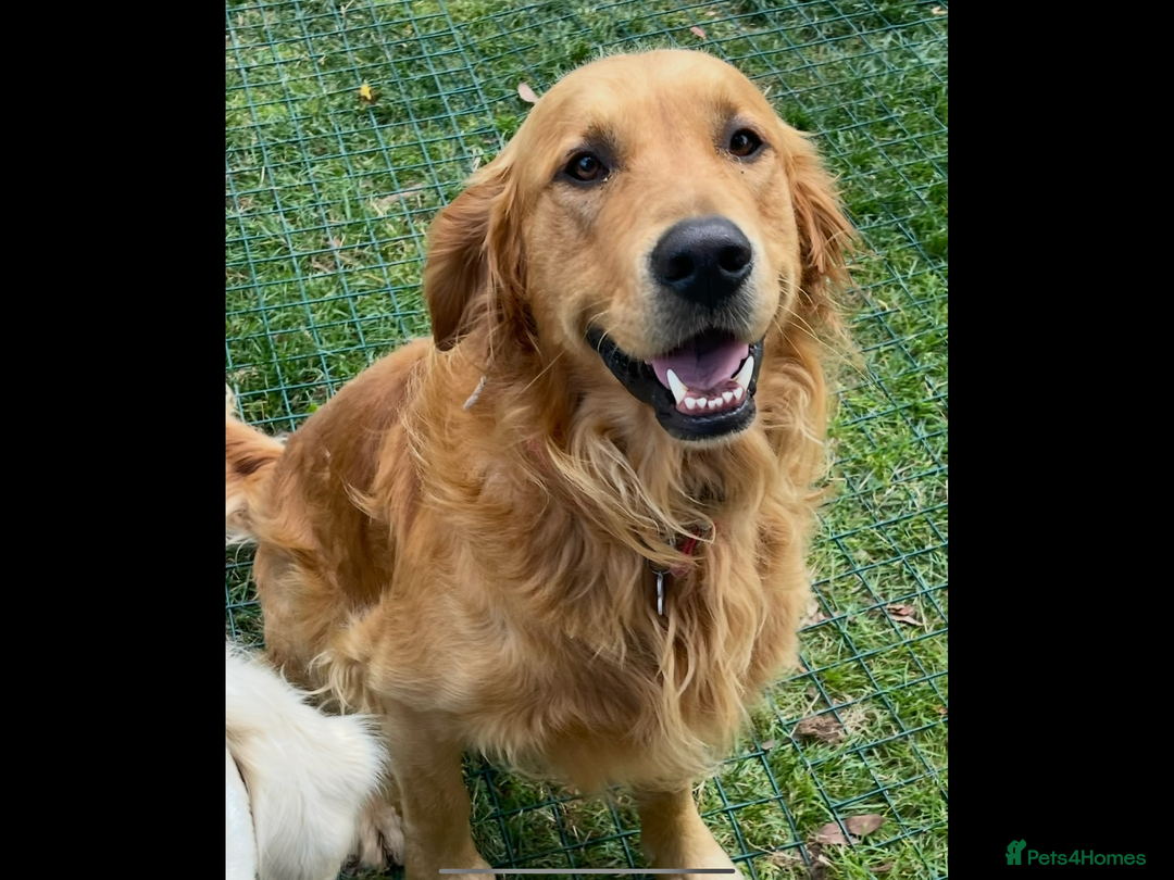 Golden Retriever dogs for sale: KC reg fox Red golden retrievers  - Image 3