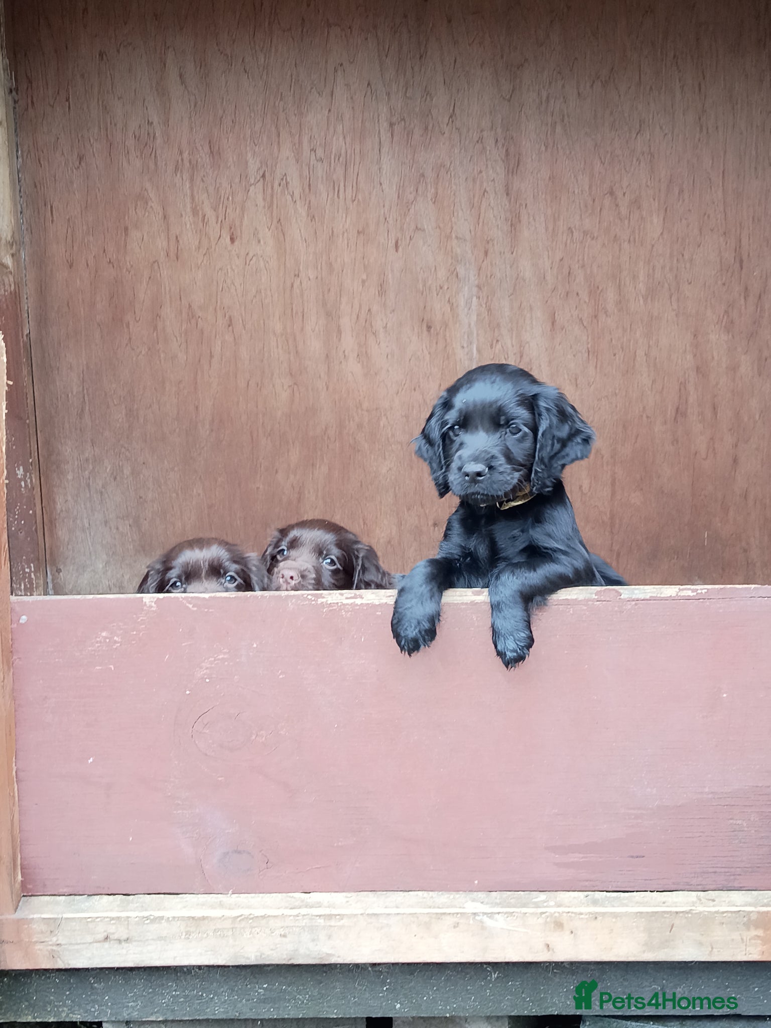 Cocker Spaniel dogs Working Cocker Spaniel  - Advert 8