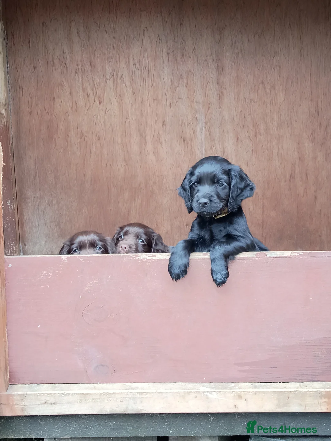 Cocker Spaniel dogs for sale: Working Cocker Spaniel  in Chester-le-Street - Advert 1