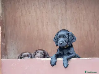 Cocker Spaniel dogs Working Cocker Spaniel - Advert 10
