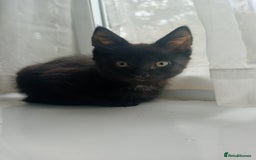 Mixed Breed cats for sale: Female Maincoone cross kitten  - Image 4