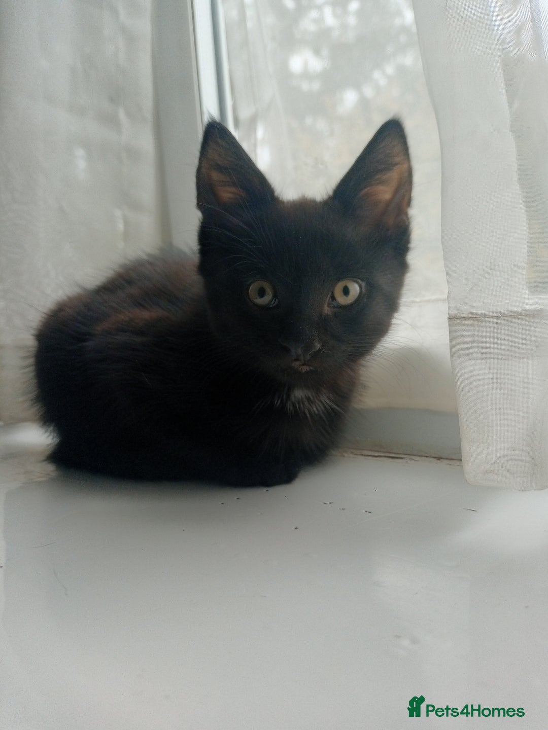 Mixed Breed cats for sale: Female Maincoone cross kitten  - Image 4