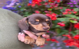 Miniature Dachshund dogs for sale: KC, PRAclear, licensed, health certificates  - Image 4