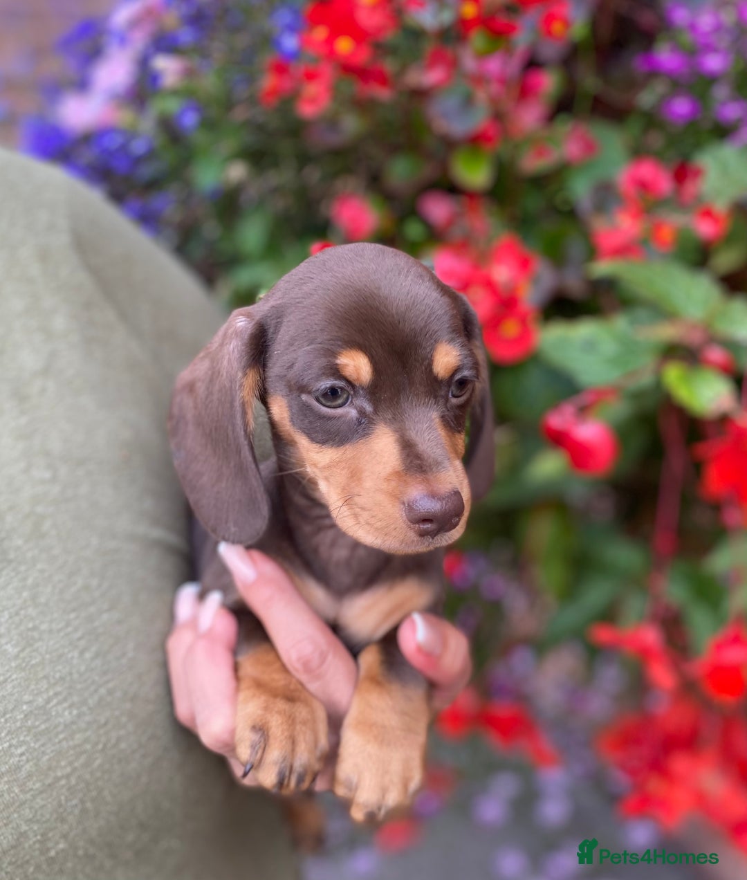 Miniature Dachshund dogs for sale: KC, PRAclear, licensed, health certificates  - Image 4