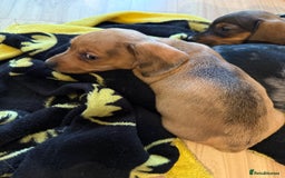 Dachshund dogs for sale: Dachshund puppies for sale  - Advert 12