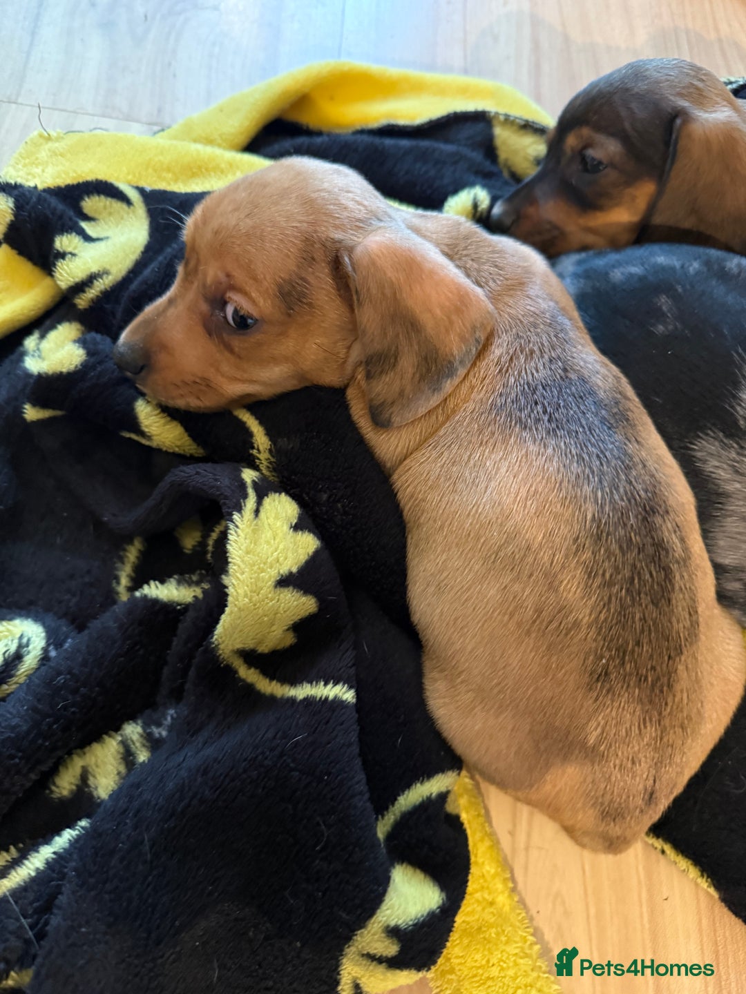 Dachshund dogs for sale: Dachshund puppies for sale  - Advert 12