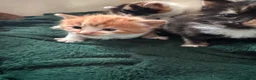 Domestic Shorthair cats for sale: 5 little kitten  - Advert 7