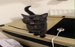 British Shorthair cats for sale: Ready now!! British shorthair kittens  - Image 12