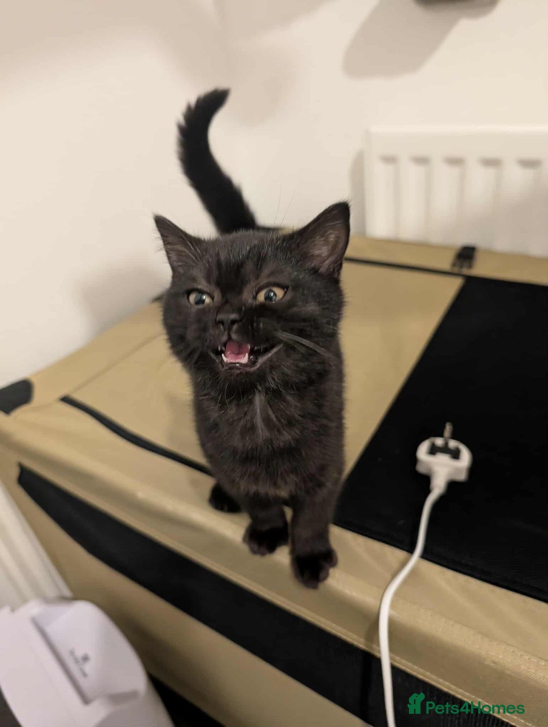 British Shorthair cats for sale: Ready now!! British shorthair kittens  - Image 12